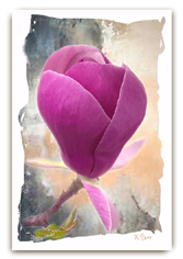 Magnolia